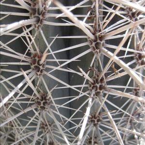 Meet your Posher, Carrie